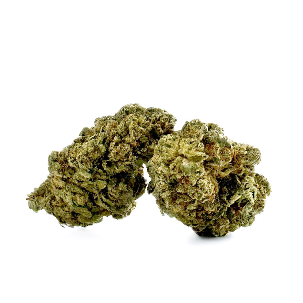 Gasolina CBD - Indoor