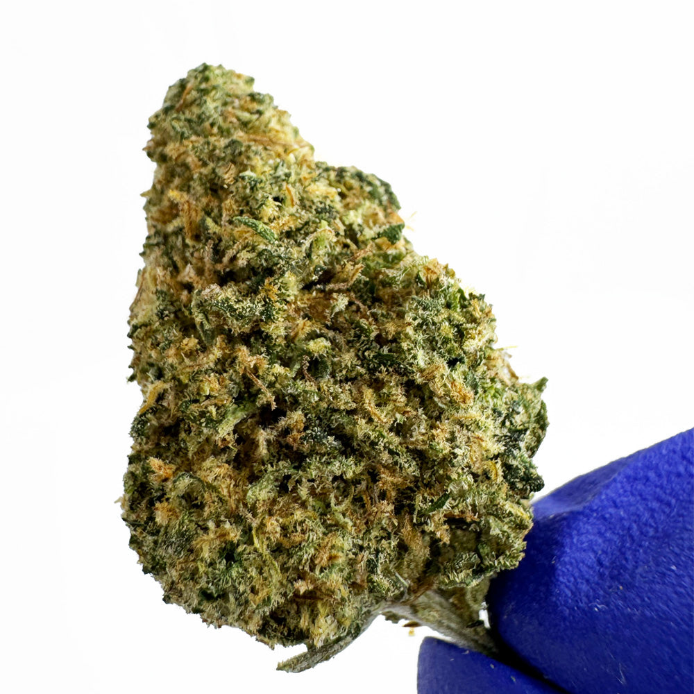 Medium buds Blueberry Muffin - Indoor