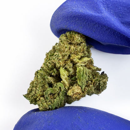 Small buds Candy Rain - Hybride