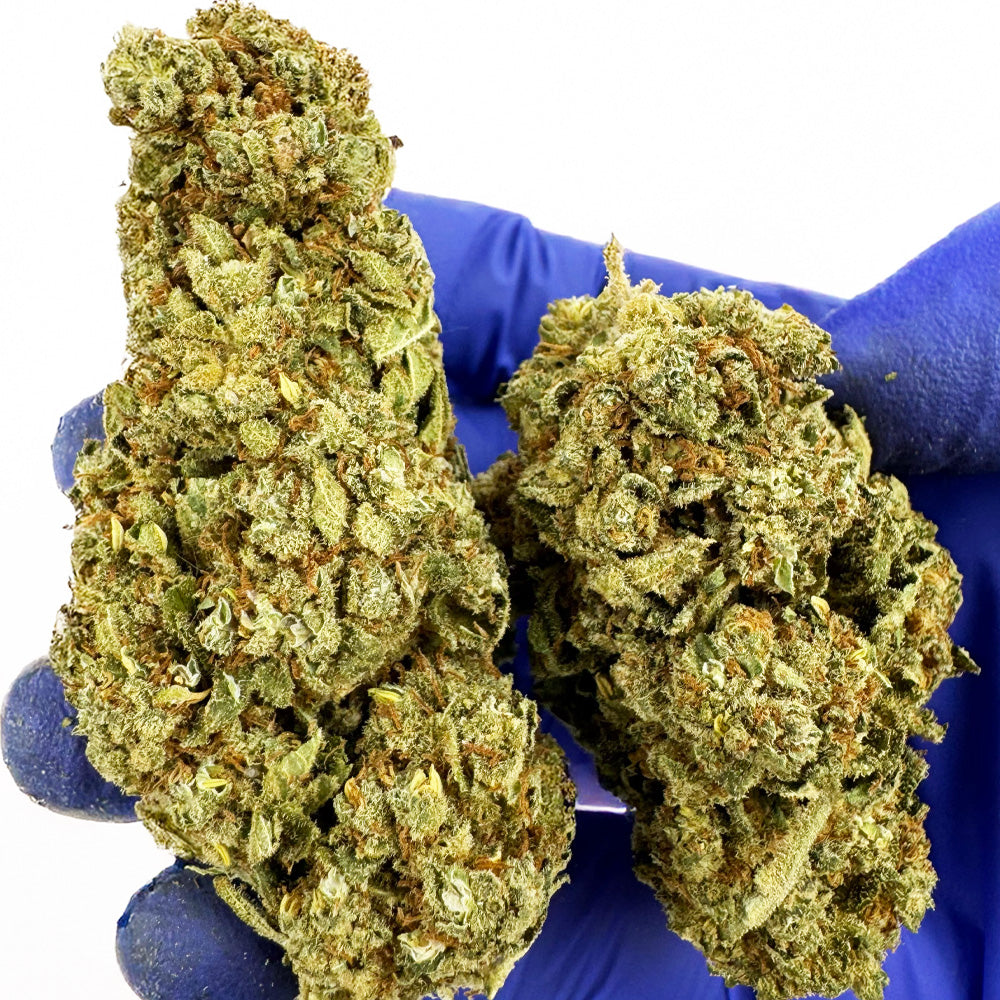 Citrus OG - Indoor