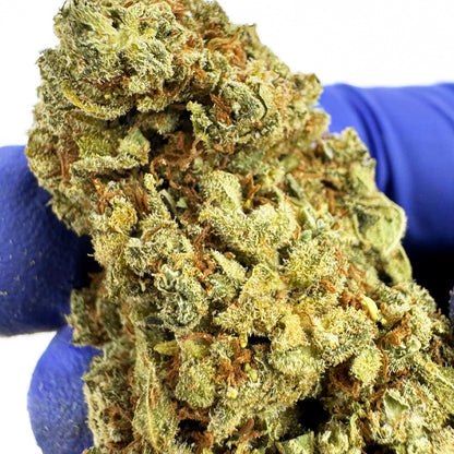 Citrus OG - Indoor