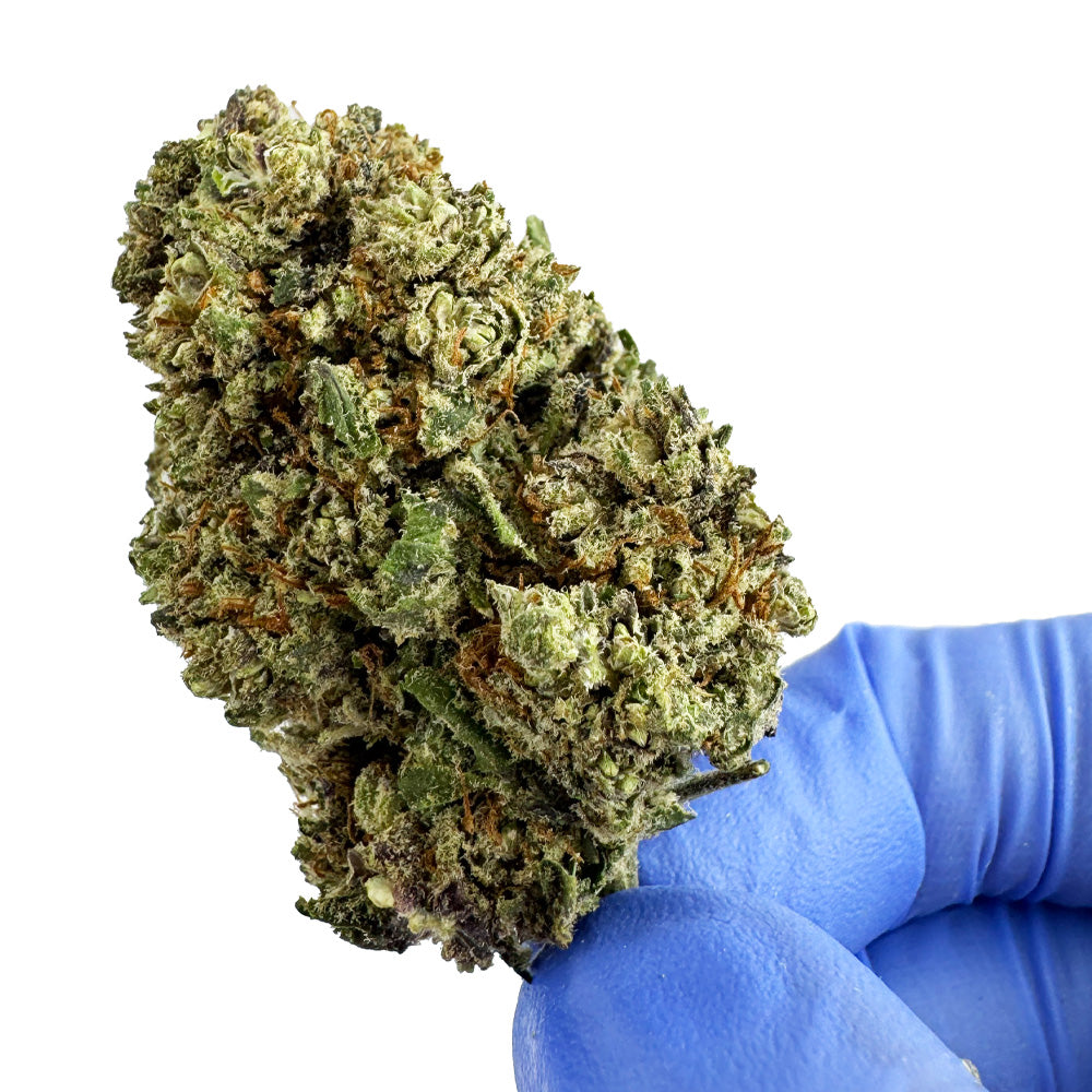 Dr. Grinspoon - Indoor Elite USA — photo 5