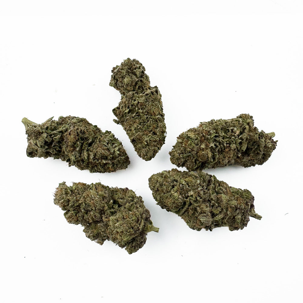 Jelly Cream - Indoor Elite USA — photo 3