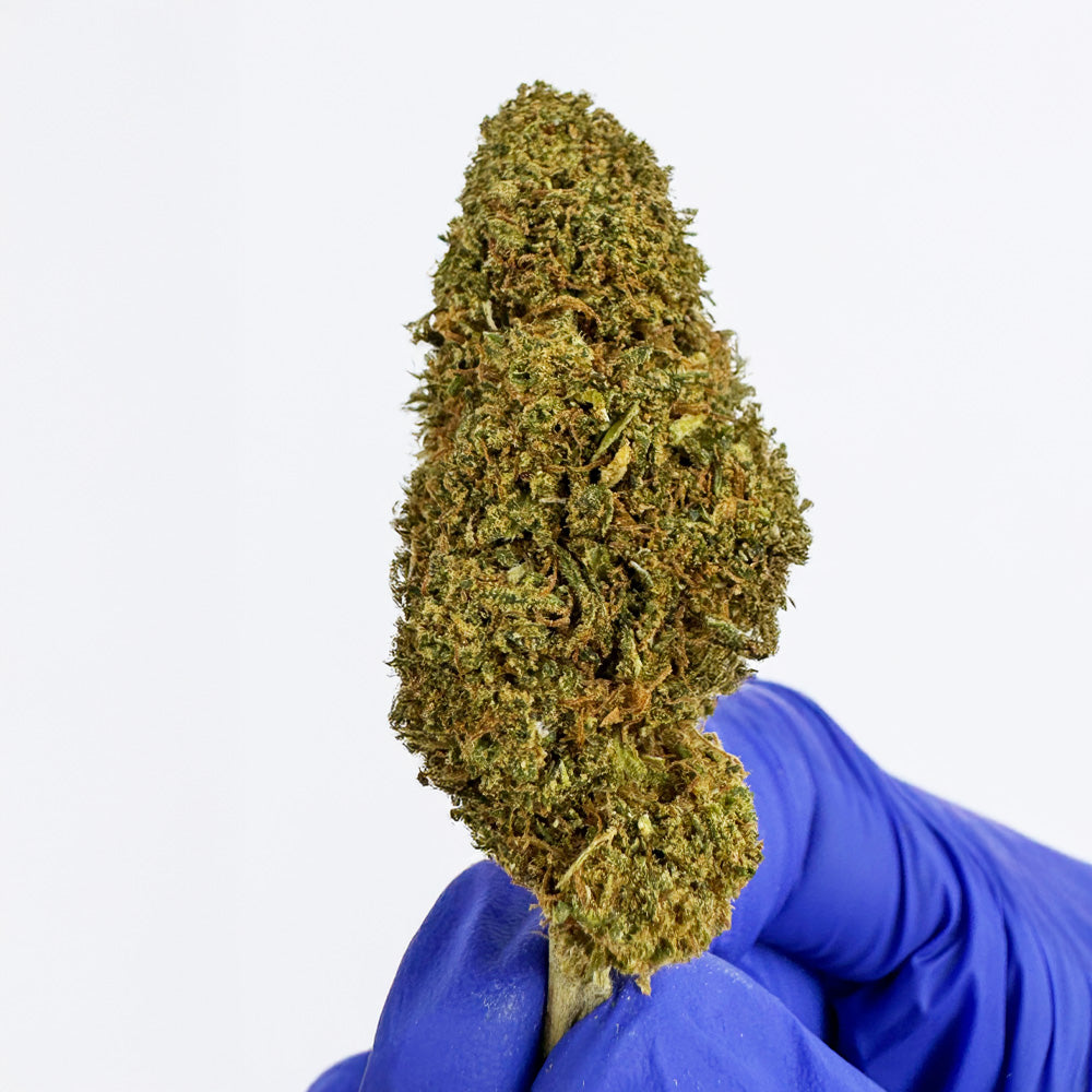 Juicy - Hybride USA