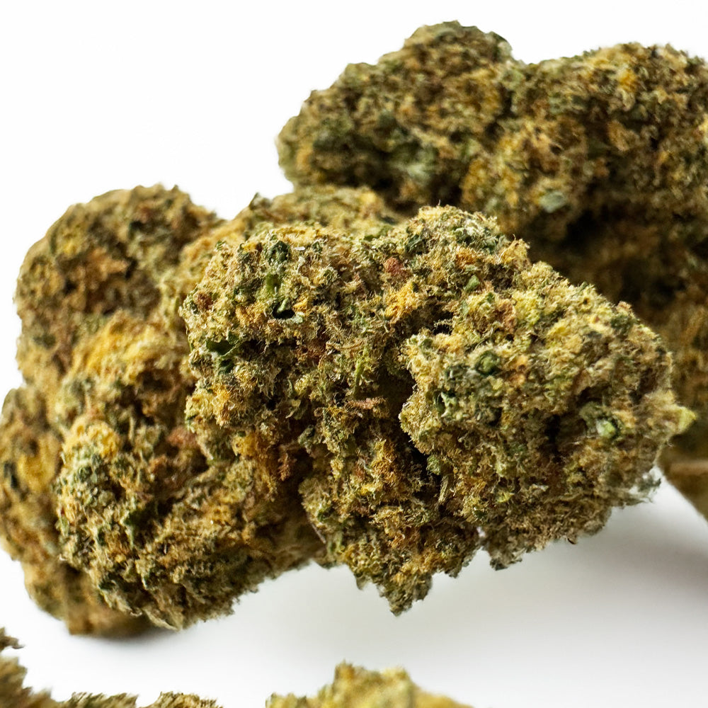 Orange Bud - Indoor