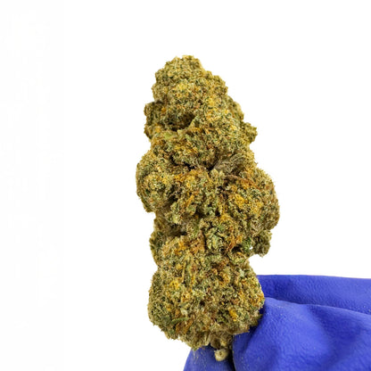 Orange Bud - Indoor