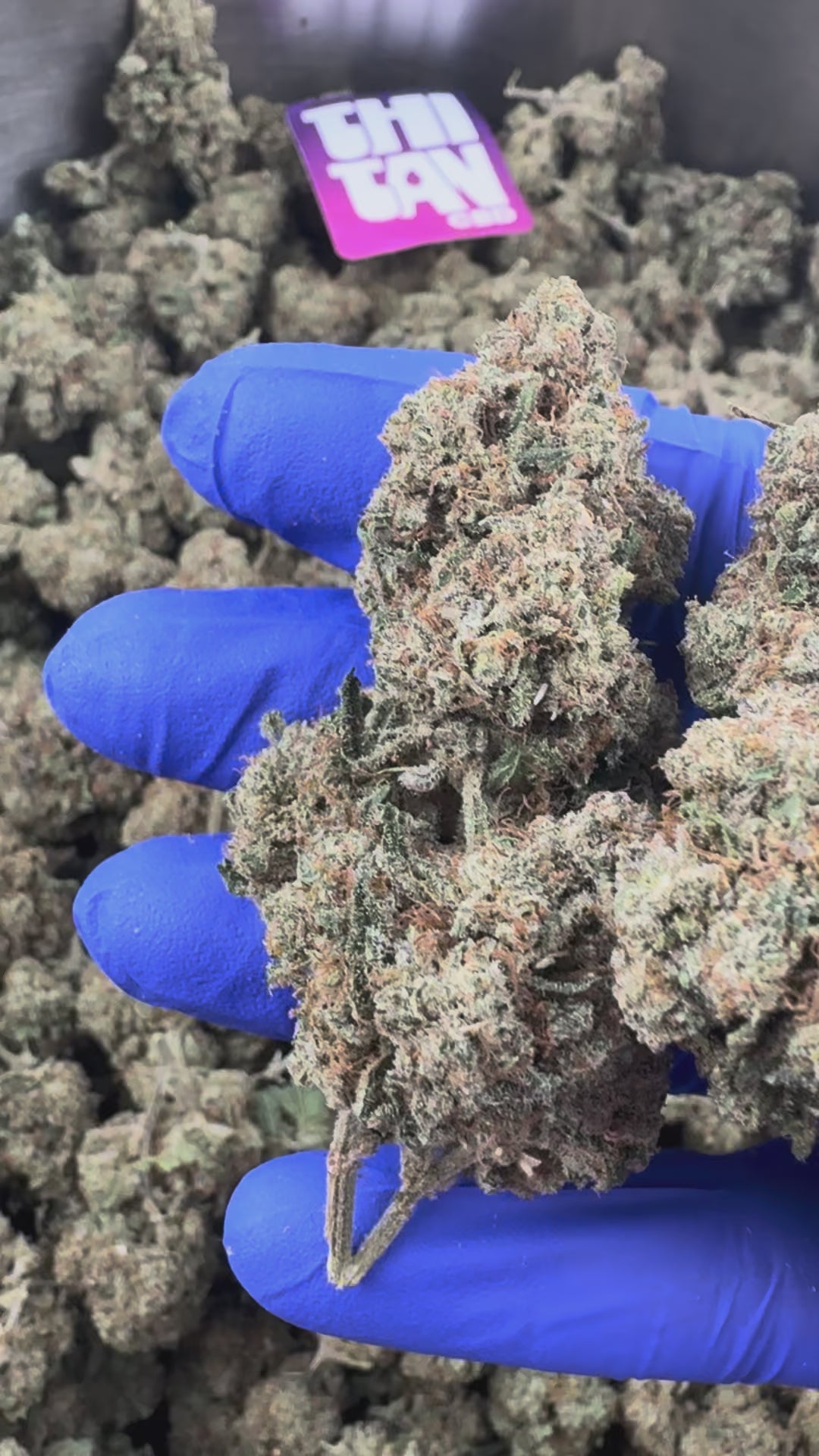 Charger la vidéo: Guava Kush CBD - Indoor — vidéo de présentation