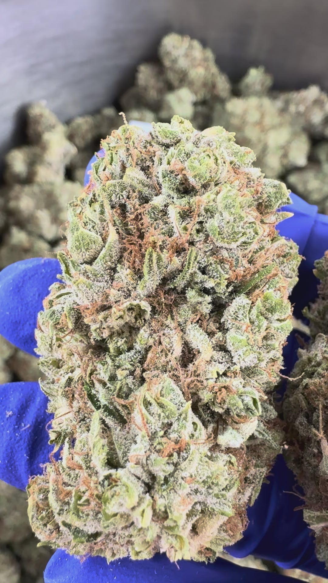 Charger la vidéo: Sunset Sherbert CBD - Indoor — vidéo de présentation