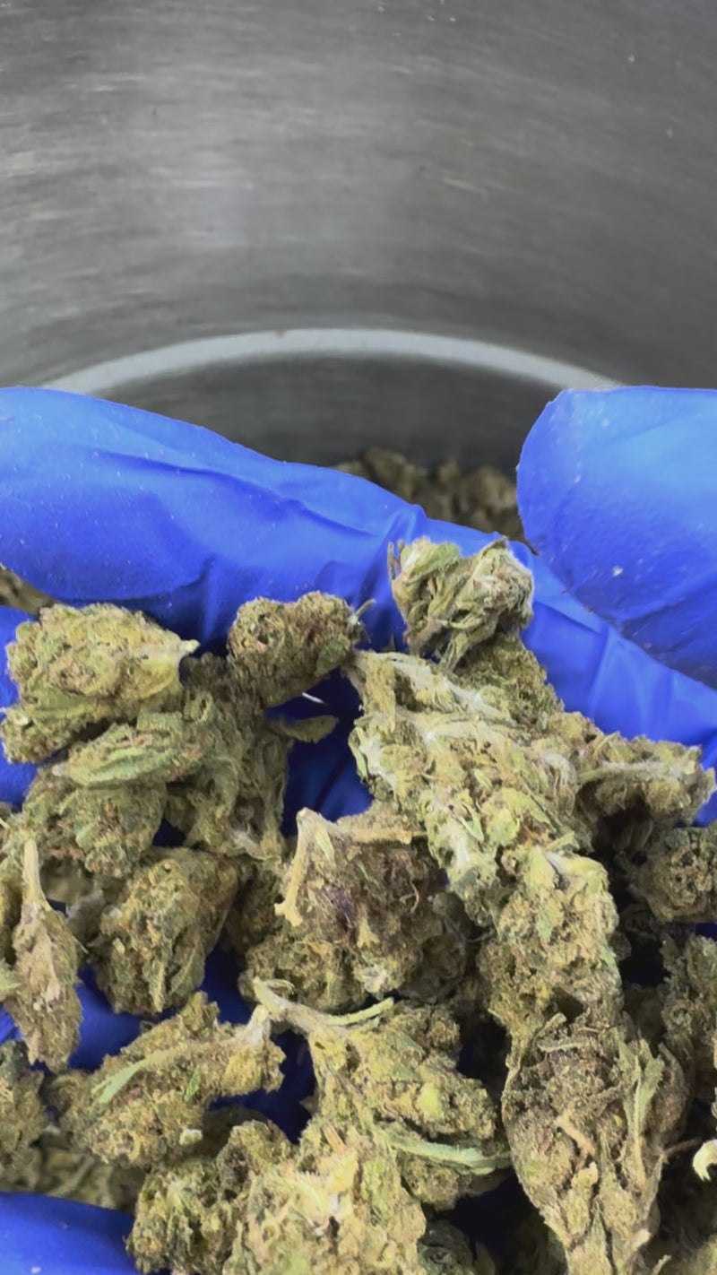 Small buds Lemon Haze - Greenhouse — vidéo de présentation