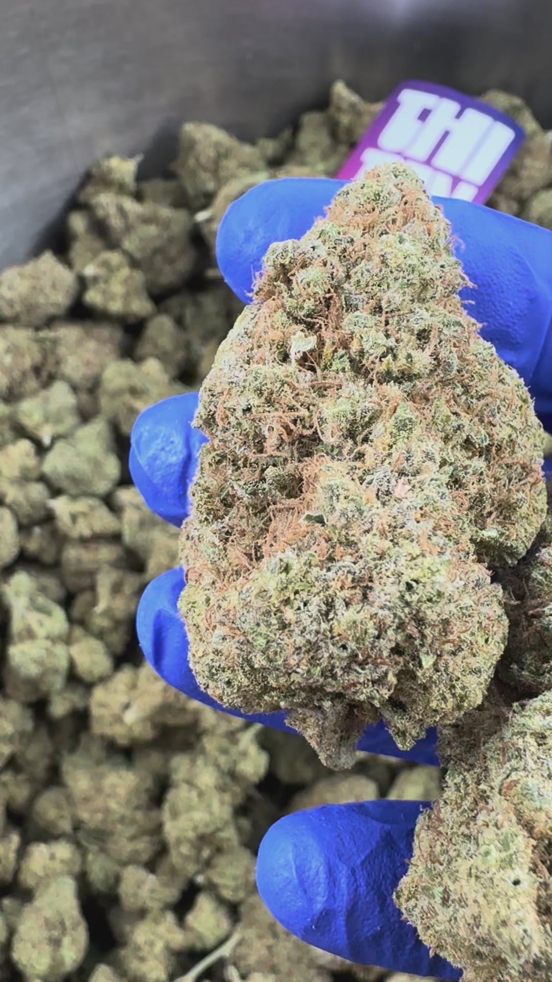 Charger la vidéo: Gushers CBD - Indoor — vidéo de présentation